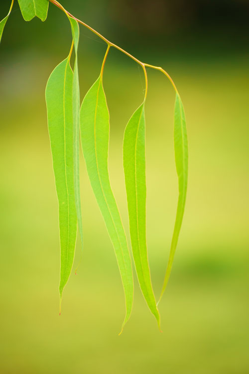 eucalyptus-green-leaves-abstract-background-with-sun-shining-copy-space