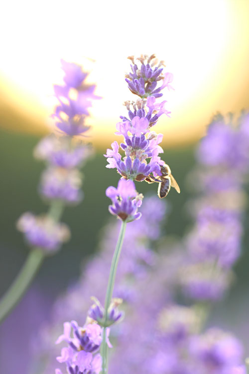 lavender